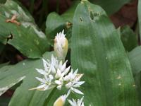 Knospen und eine Blüte